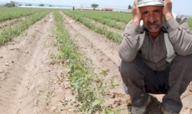 الزراعة التركية على حافة الهاوية.. انهيار الليرة وارتفاع التكاليف يهددان الأمن الغذائي