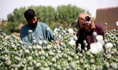 تقرير أممي: أفغانستان تغرق في المخدرات والإرهاب برعاية طالبان