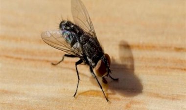 باحثون بجامعة تكساس يستخلصون البلاستيك من الذباب الأسود