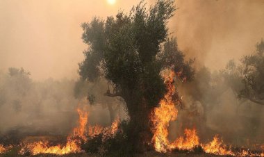 ما بين النيران والسياسات القمعية.. اللاجئون يواجهون حرائق الغابات في اليونان بمفردهم