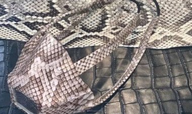 سجن مصممة أزياء شهيرة بسبب جلود الثعابين والتماسيح