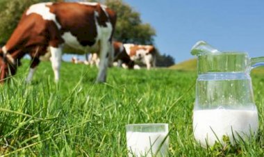 مشروب شعبي يُهدد النساء.. خطر جديد بسبب اللاتيه وحليب الأبقار