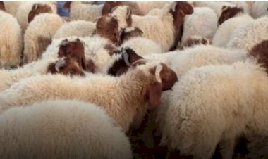 عيد الأضحى 2025.. دليلك لاختيار لحوم طازجة وآمنة قبل الشواء والولائم