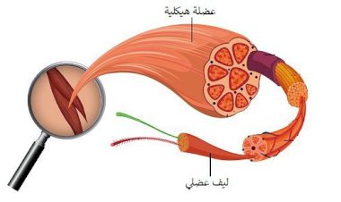 ضمور العضلات بين الضعف والأمل في العلاج
