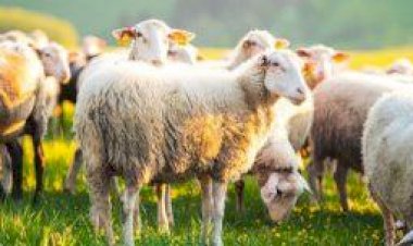 العقيقة بين السنة والفضل.. ما حكم من لم تُذبح له؟