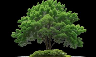 معاني ودلالات رؤية الأشجار في المنام: بين الخير والرموز الخفية