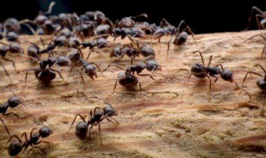 رؤية النمل في المنام.. دلالات متنوعة ورسائل خفية