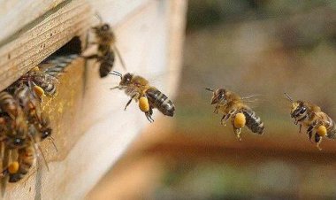 دلالات رؤية النحل في المنام عند كبار المفسرين