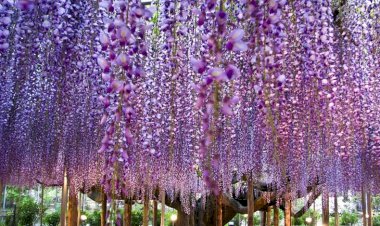 مشاهد ساحرة لحقول النيموفيلا مع انطلاق موسم حصادها في اليابان