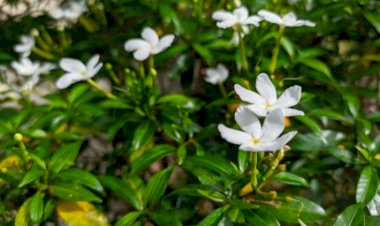 5 نباتات عطرية لتعطير المنزل متوفرة في معرض زهور الربيع