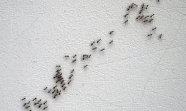 طرق طبيعية وآمنة للتخلص من النمل في المنزل قبل فصل الصيف