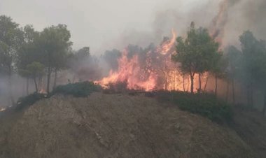 النيران تتمدد في الجزائر.. 75 حريقًا خارج السيطرة من أصل 131