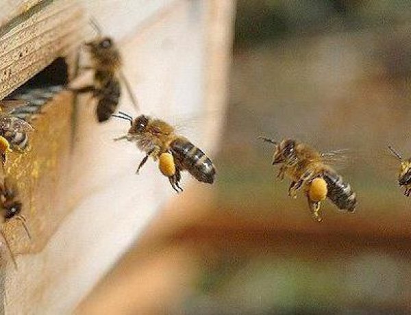 دلالات رؤية النحل في المنام عند كبار المفسرين