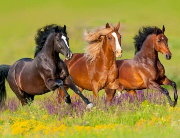 تفسير حلم الحصان.. دلالات القوة والحرية في المنام