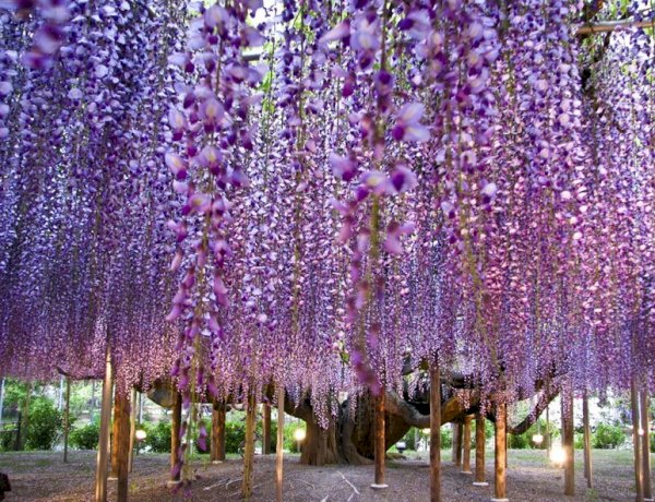 مشاهد ساحرة لحقول النيموفيلا مع انطلاق موسم حصادها في اليابان