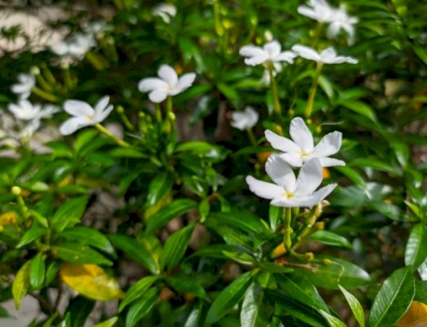 5 نباتات عطرية لتعطير المنزل متوفرة في معرض زهور الربيع