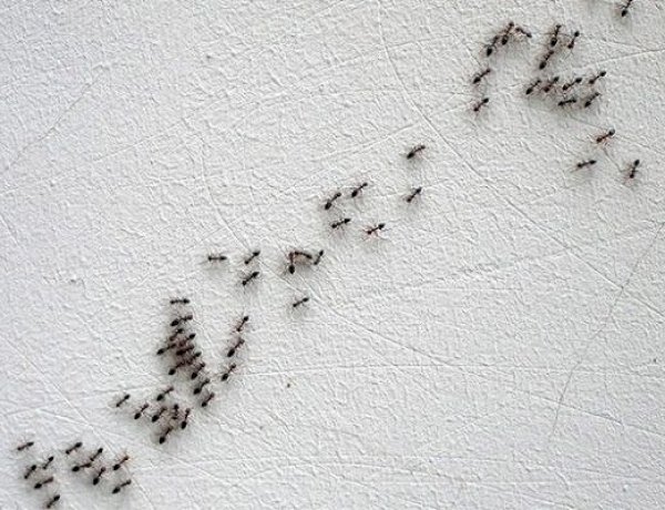 طرق طبيعية وآمنة للتخلص من النمل في المنزل قبل فصل الصيف