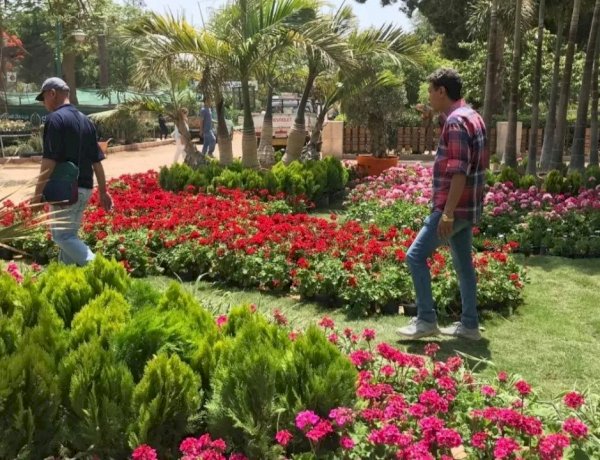 8 خطوات ذهبية للحفاظ على حيوية نباتاتك أثناء ارتفاع الحرارة