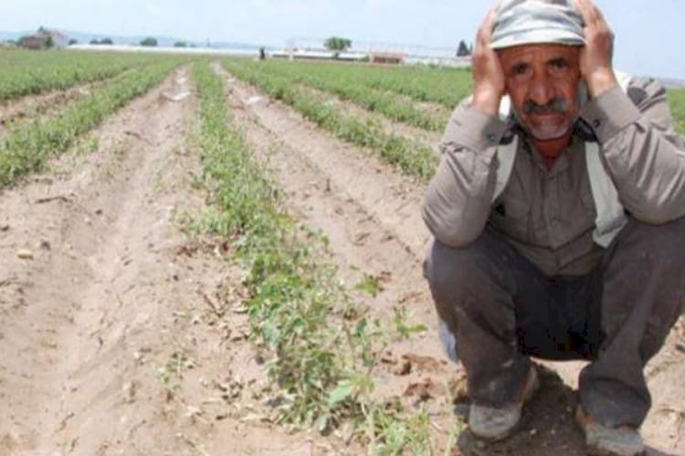 الزراعة التركية على حافة الهاوية.. انهيار الليرة وارتفاع التكاليف يهددان الأمن الغذائي