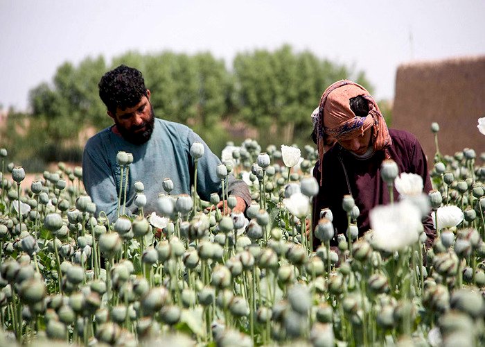 تقرير أممي: أفغانستان تغرق في المخدرات والإرهاب برعاية طالبان