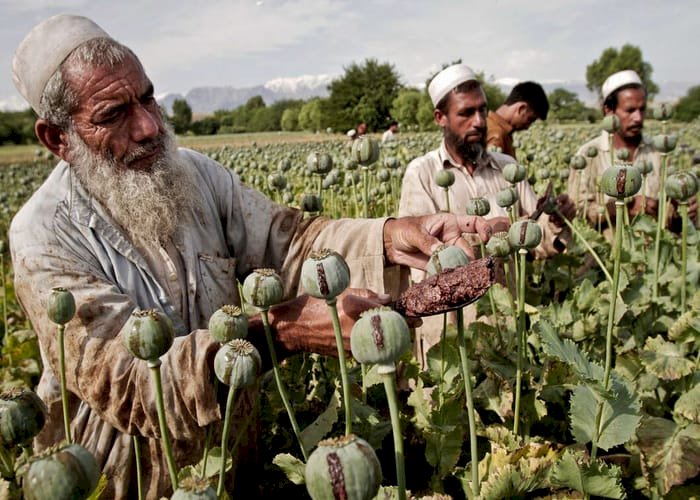 بعد نجاح الحكومة السابقة في تحجيمها جزئيًا.. تجارة الأفيون تستعيد انتشارها بسبب طالبان