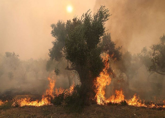 ما بين النيران والسياسات القمعية.. اللاجئون يواجهون حرائق الغابات في اليونان بمفردهم