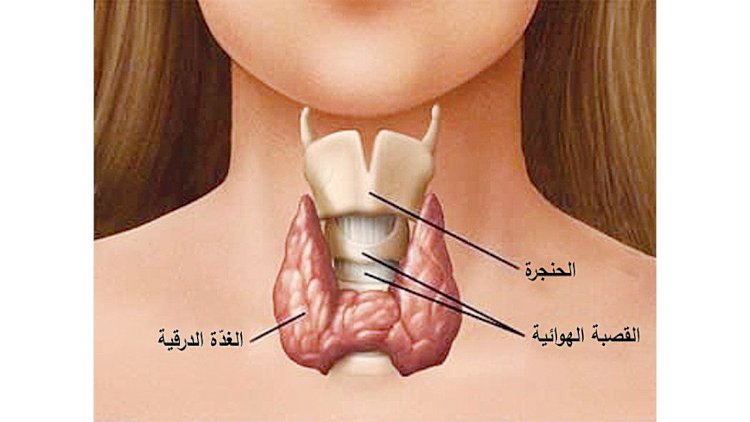 خمول الغدة الدرقية.. الأسباب والأعراض وطرق العلاج